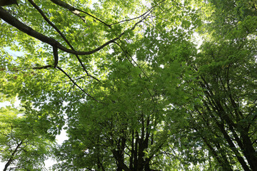 Fototapeta premium Tree foliage on the Main riverside - Frankfurt am Main - Hessen - Germany