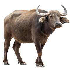 Naklejka premium High Quality Pandharpuri Buffalo PNG Transparent Image