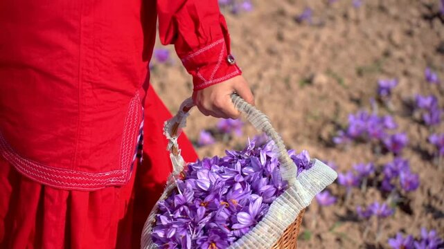 A local girl in traditional dress walks with a basket of saffron flowers in a saffron field, A person in a red garment holds a basket filled with vibrant purple saffron flowers in a sunlit field.