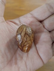 hands of a person holding a seed