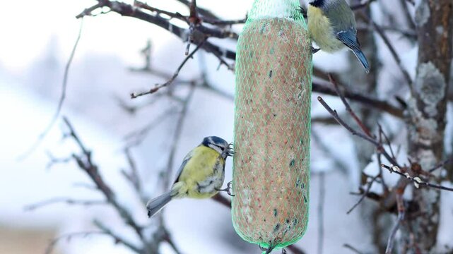 In winter, titmice feed on tallow hanging from a tree