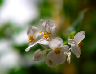 flores blancas