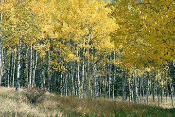 Aspen Grove in Autumn Light