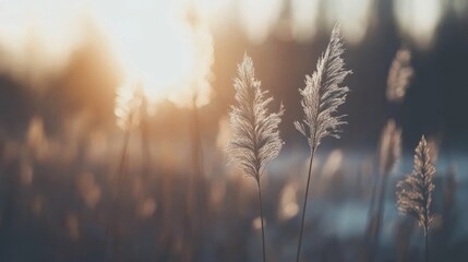 Obraz premium Golden Hour Serenity: Nature's Gentle Whisper at Sunset