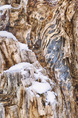 Texture of a cut tree, snowflakes on a cut, winter