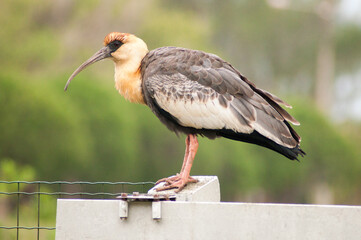 Beautiful ibis guesthouse resting in the summer