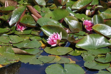 Rosafarbene Seerosen, Teoichrosen, Nymphaea