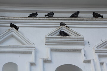 pigeons on the roof of church