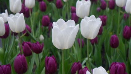Close up of white gorgeous Tulip blooming in violet Tulip field, flower background