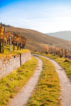 Blick durch die Weinberge in Kernen Stetten