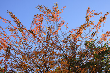 都心散歩　お庭の紅葉　汐留あたり