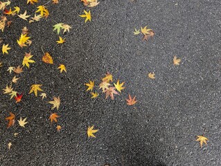 Fototapeta premium Autumn leaves background. Yellow Japanese maple leaves on wet asphalt. Rainy day