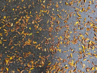 Autumn leaves background. Yellow Sakura leaves on wet dark sidewalk. Rainy day