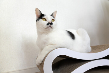 A black and white cat relaxing on a scratching board