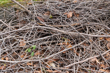 Pruned branches and foliage