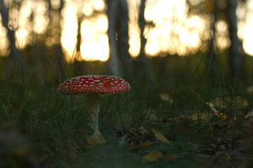 Fly agaric, mushroom. Amanita muscaria or fly agaric red cap. Fly amanita in the undergrowth in the...