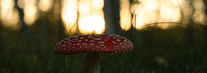 Fly agaric, mushroom. Amanita muscaria or fly agaric red cap. Fly amanita in the undergrowth in the...