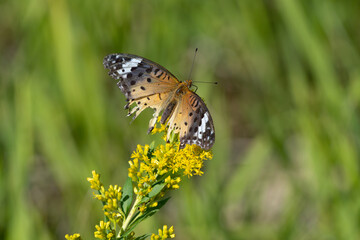 Indian fritillary with broken wings. Its scientific name is Argyreus hyperbius.