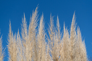 Obraz premium Ears of pampas grass shining in the blue sky