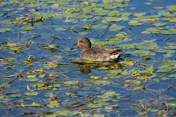 Common teal advancing through the waterweeds. Its scientific name is Anas crecca.