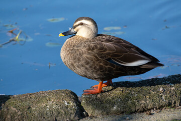 Spot‐billed duck on the rocks next to the pond. Its scientific name is Anas zonorhyncha.
