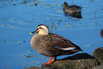 Fototapeta premium Spot‐billed duck on the rocks next to the pond. Its scientific name is Anas zonorhyncha.