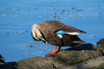 Spot‐billed duck grooming on a rock by the pond. Its scientific name is Anas zonorhyncha.
