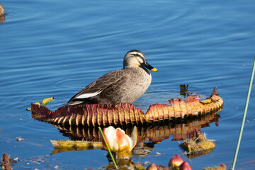Spot‐billed duck riding on dead Victoria amazonica in the pond. Its scientific name is Anas zonorhyncha.
