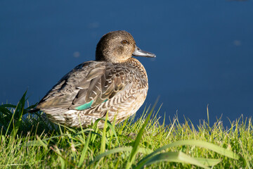 Female Common teal by the pond seen from the side
