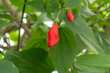 Malvaviscus arboreus Cav. var. mexicanus Schltdl. Malvaviscus Common names for species in this genus include wax mallow and sleeping hibiscus.