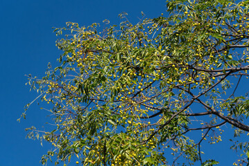 Melia azedarach, commonly known as the chinaberry tree, is called Sendan in Japan.