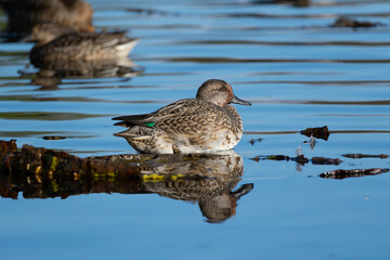 Common Teal riding on a Victoria amazonica in the pond seen from the side. Its scientific name is...