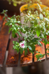 green plant in pot on wooden table