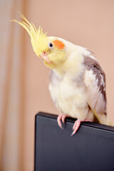 Bird pets. White Grey Yellow Corella Parrot (Nymphicus hollandicus).