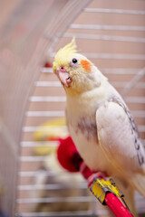 Bird pets. White Grey Yellow Corella Parrot (Nymphicus hollandicus).