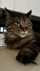 Maine Coon cat with a piercing gaze and perked ears, showcasing its strong paw extended forward. The close-up highlights its expressive face and majestic whiskers in a relaxed yet alert pose