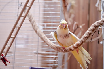 Bird pets. White Grey Yellow Corella Parrot (Nymphicus hollandicus).