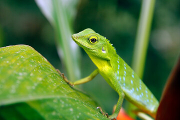 Close-up of a Green Crested Lizard (Bronchocela cristatella) on a Leaf. Danum Valley, Sabah. Borneo, Malaysia