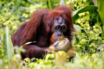 Bornean Orangutan (Pongo pygmaeus) with a Fruit in its Hand. Kinabatangan River, Abai, Sabah Borneo, Malaysia
