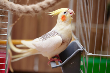 Bird pets. White Grey Yellow Corella Parrot (Nymphicus hollandicus).