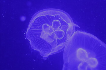jellyfish underside