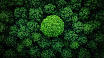 A small tree is surrounded by many other trees