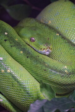 green snake coil
