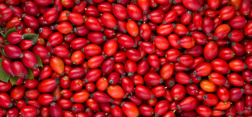 Close up panoramic view of rosehip berries. Rosa Canina berries. Dog rose plant. Red forest berries. Wild berries. Aramotherapeutic plants