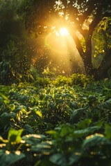 Obraz premium Organic vegetable farming with lush greenery under the sunlight