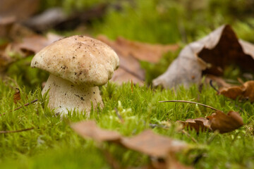 Boletus edulis, Mushrooms in the forest. Forest mushroom background on a  autumn with oak leaf.