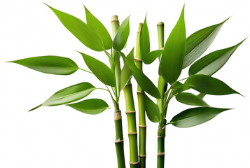 Lush Green Bamboo Shoots and Leaves Nature Photography