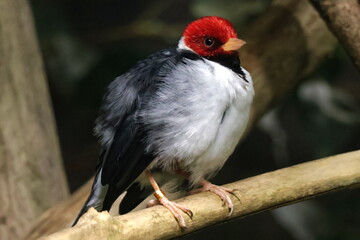 red-capped cardinal
