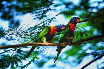 Two curious rainbow lorikeet parrots sitting on a branch.