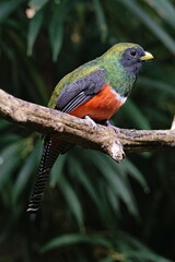 orange-bellied trogon